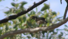 Philemon argenticeps