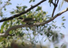 Philemon argenticeps