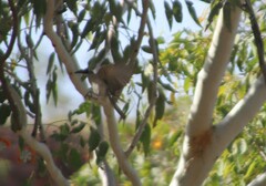Philemon argenticeps