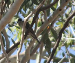 Philemon argenticeps