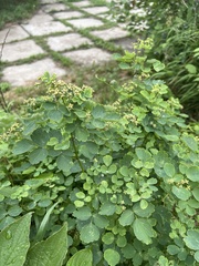 Thalictrum baicalense