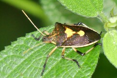 Cratonotus coloratus