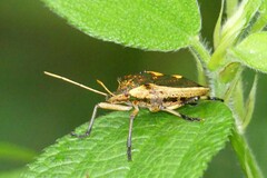 Cratonotus coloratus