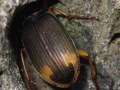 Chlaenius virgulifer