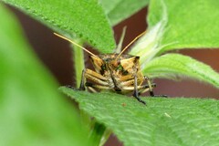 Cratonotus coloratus