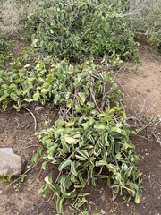 Cissus quadrangularis