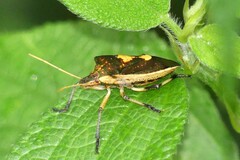 Cratonotus coloratus