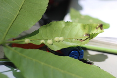 Caryomyia holotricha