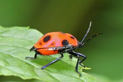 Poecilocoris nepalensis