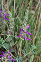 Dalea pogonathera
