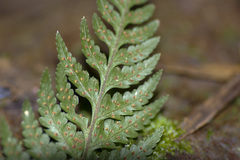 Parapolystichum acuminatum