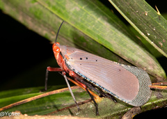 Kalidasa nigromaculata