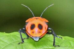 Poecilocoris nepalensis