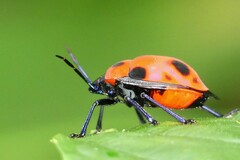 Poecilocoris nepalensis