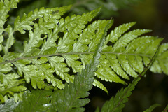 Parapolystichum acuminatum