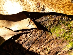 Leptomyrmex rufithorax