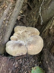 Tapinella atrotomentosa