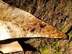 Leptomyrmex rufithorax