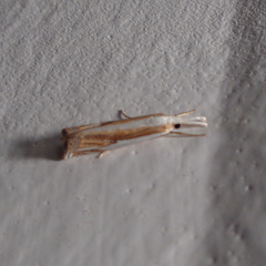 Crambus youngellus