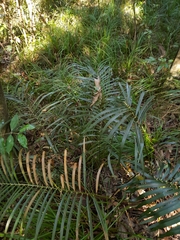 Macrozamia lucida