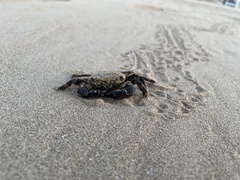 Pachygrapsus marmoratus