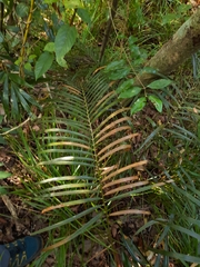 Macrozamia lucida