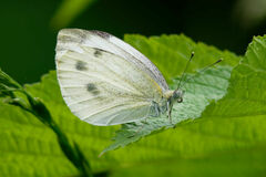 Pieris balcana