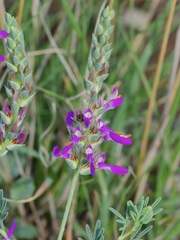 Dalea pogonathera