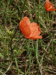 Papaver dubium lecoqii