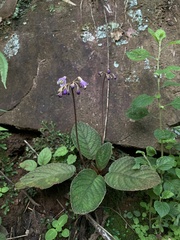 Oreocharis benthamii