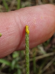 Papaver dubium lecoqii
