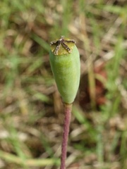 Papaver dubium lecoqii