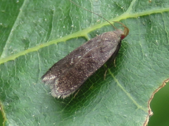 Anacampsis