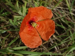 Papaver dubium lecoqii