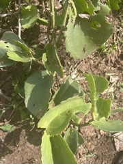 Cissus quadrangularis