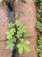 Potentilla reptans