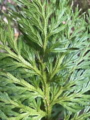 Selaginella longipinna