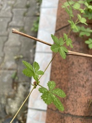 Potentilla reptans
