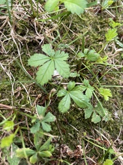 Potentilla reptans