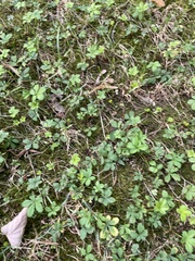Potentilla reptans