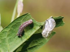 Ideopsis vulgaris