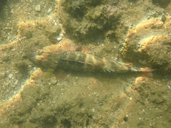 Cymbacephalus nematophthalmus