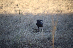 Corvus orru