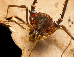 Discocyrtus orientalis