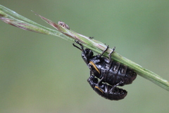 Arima marginata