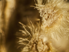 Caryomyia holotricha