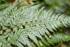 Parapolystichum acuminatum