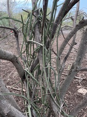 Cissus quadrangularis