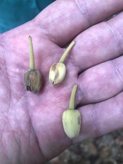 Elaeocarpus bancroftii