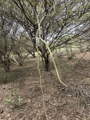 Cissus quadrangularis
